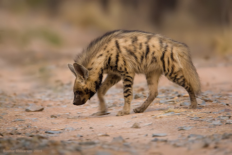 Illustration for article titled Wednesday Hyena - Hyaena hyaena Edition